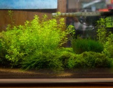 Monte Carlo (Micranthemum glomeratus) 3x5 mat with coco fiber aquarium plant