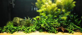 Nana Petite Anubias aquarium plant, Buy 2 Get 1 FREE