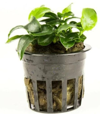 Nana Petite Anubias aquarium plant potted, Buy 2 Get 1 FREE