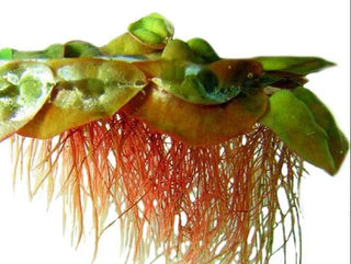 Red Root Floater live plant (Phyllanthus fluitans) 30 leaves in 4 oz cup
