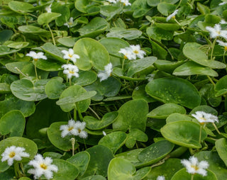 White Snowflake (Nymphoides indica)large (3 plants) live pond plant