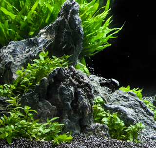 Stuarogyne Repens potted freshwater aquarium plant (Buy 2, Get 1 Free)