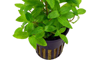 Stuarogyne Repens potted freshwater aquarium plant (Buy 2, Get 1 Free)